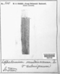 Lophodermium culmigenum image